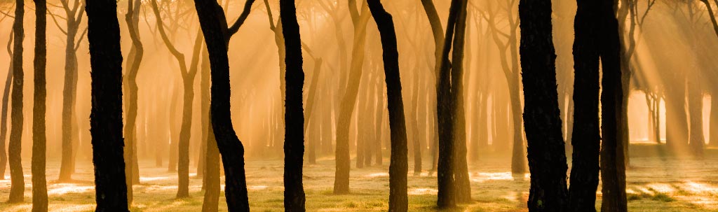 Fotografía panorámica