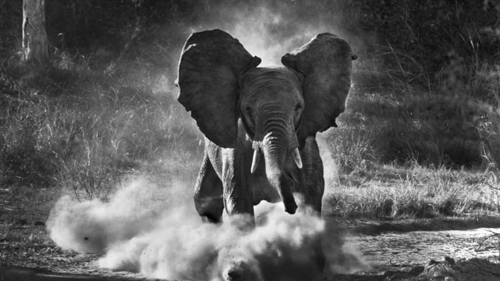 Genesis de Sebastiao Salgado