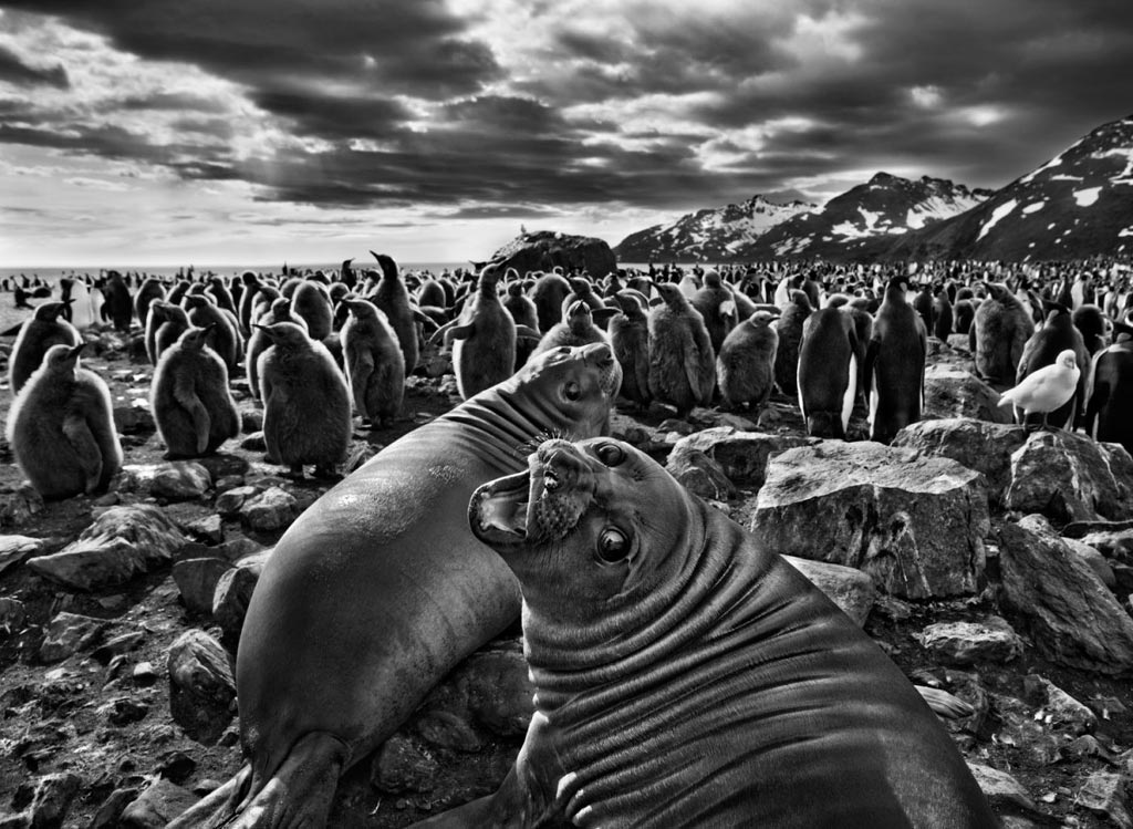 Genesis de Sebastiao Salgado