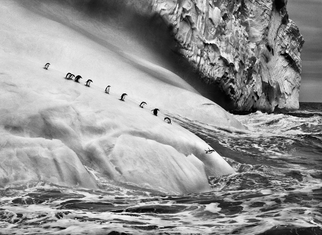 Genesis de Sebastiao Salgado